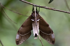 Coequosa triangularis