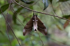 Coequosa triangularis
