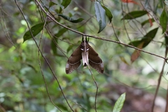 Coequosa triangularis