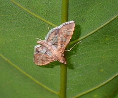 Sameodes