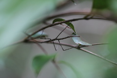 Ctenomorpha marginipennis