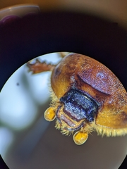 Bolbocerosoma bruneri