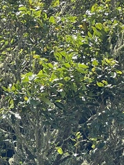 Nestegis cunninghamii