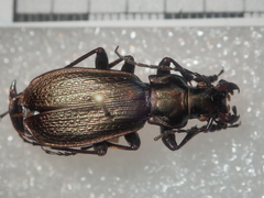 Carabus starcki