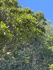 Nestegis cunninghamii