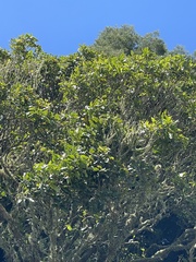 Nestegis cunninghamii