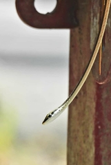 Dendrelaphis girii