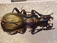 Carabus starcki
