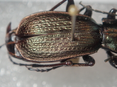 Carabus starcki