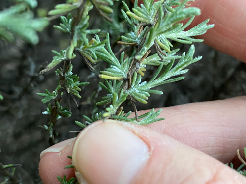 Mock Heather foliage