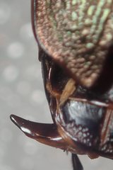 Carabus starcki