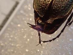 Carabus starcki