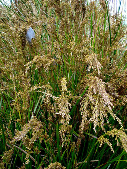 Machaerina complanata