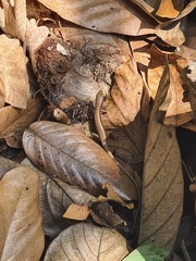 Sphenomorphus maculatus