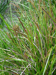 Machaerina complanata