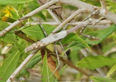 Stagmomantis resacae