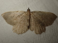 Philereme vetulata