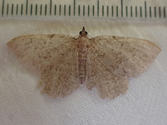 Philereme vetulata