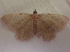 Philereme vetulata