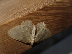 Philereme vetulata