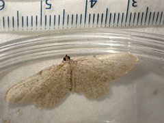 Philereme vetulata