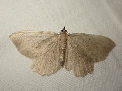 Philereme vetulata