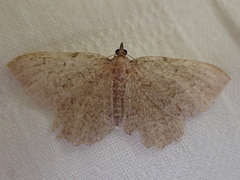 Philereme vetulata