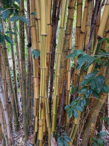 Bambusa vulgaris image