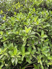 Kadua