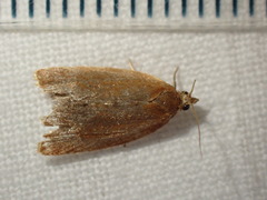 Celypha rufana