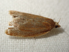 Celypha rufana