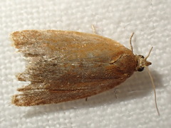 Celypha rufana