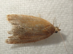 Celypha rufana