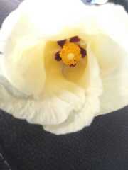 Hibiscus coulteri