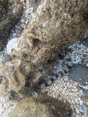 Myrichthys colubrinus