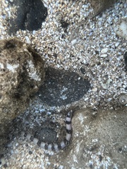 Myrichthys colubrinus