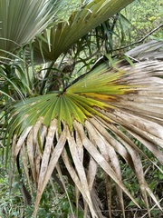 Pritchardia martii