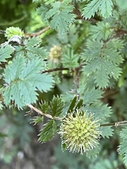 Acaena anserinifolia