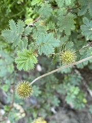 Acaena anserinifolia
