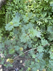 Acaena anserinifolia