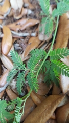Mimosa microphylla