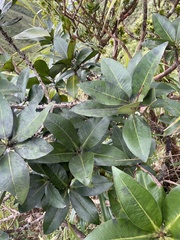 Myrsine pukooensis