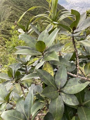 Myrsine pukooensis