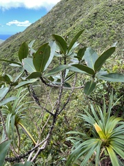Myrsine pukooensis