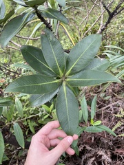 Myrsine pukooensis