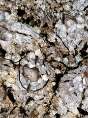 Emplectonema