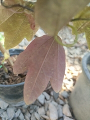 Passiflora trifasciata