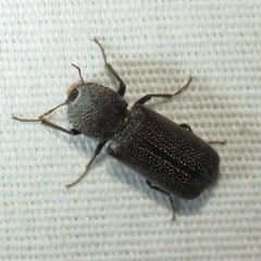 Apatides fortis