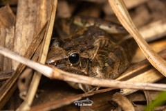 Ptychadena oxyrhynchus
