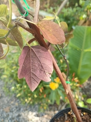 Passiflora trifasciata